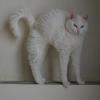 Chatchat, mâle de 7 mois