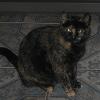 Fluffy, femelle de 2 ans