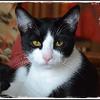 Hanuki, mâle de 9 mois